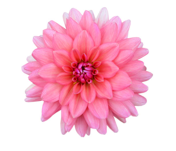 istock A pink dahlia flower isolated white 1282320172