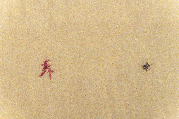 istock Seaweed on a sandy beach in the Atlantic Ocean. 1282320464