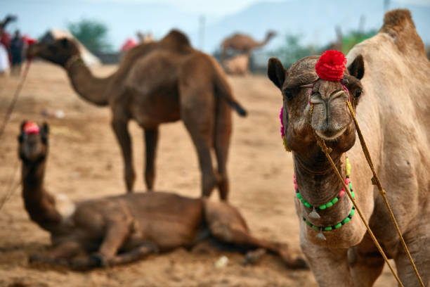 istock Portrait of decorated camel at Pushkar 1282321492