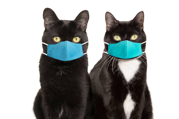 istock Cute Cat Couple in Face Masks 1282321513