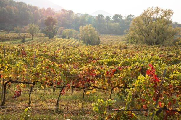 istock View of a vineyard on misty autumn day 1282321819