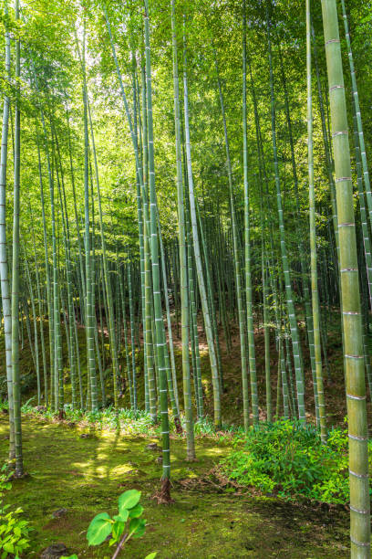 嵐山の竹林,京都 - soundscape ストックフォトと画像