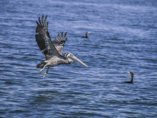 istock Pelican showing off his perfect wings 1282322986