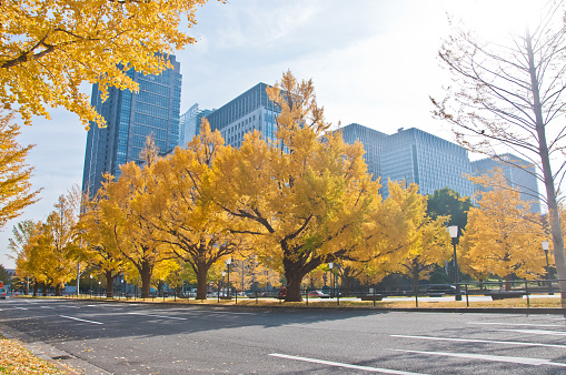 Golden leaves foliage gingko Maidenhair trees in front of high-rise corporate office buildings in late Autumn in Tokyo Japan