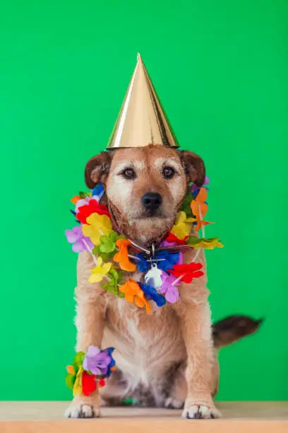 A front view of a border terrier looking into camera