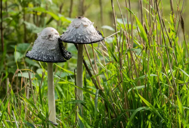 Shaggy ink caps, also lawyer's wigs or shaggy manes or the Coprinus comatus fungus in autumn forest in holland during autumn in the national park de biesbosch