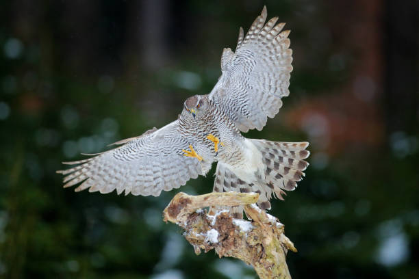 istock Goshawk flight, Germany. Northern Goshawk landing on spruce tree during winter with snow. Wildlife scene from winter nature. Bird of prey in the forest habitat, Slovakia. 1282324779