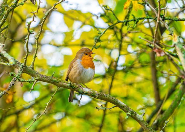 istock European Robin with stunning red breast singing and perched in hedgerow autumn winter christmas xmas card image 1282325683