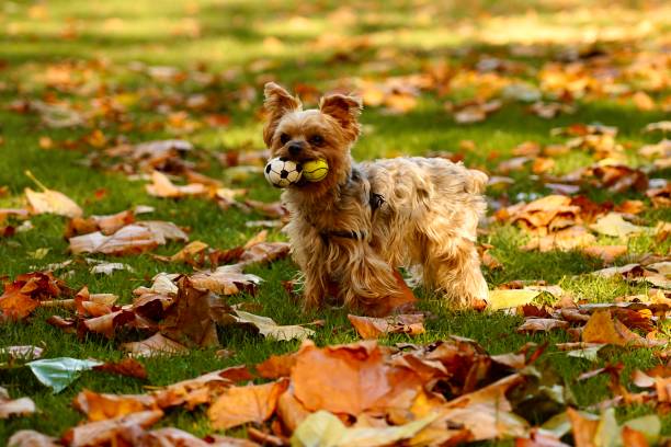 istock Enjoy the autumn sunshine 1282326121