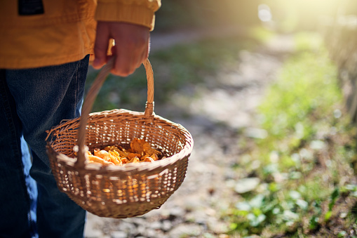 Little boy returning from forest with a basket full of chanterelles. The boy is holding a basket.\nNikon D850