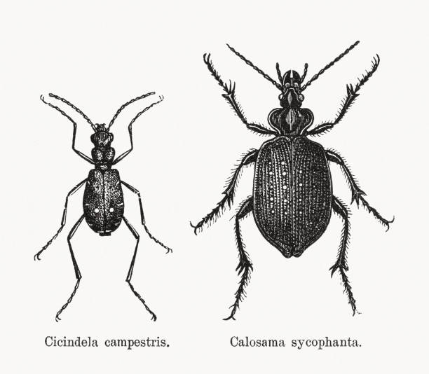 甲殼蟲,木雕,出版於1893年。 - 班蝥 幅插畫檔、美工圖案、卡通及圖標