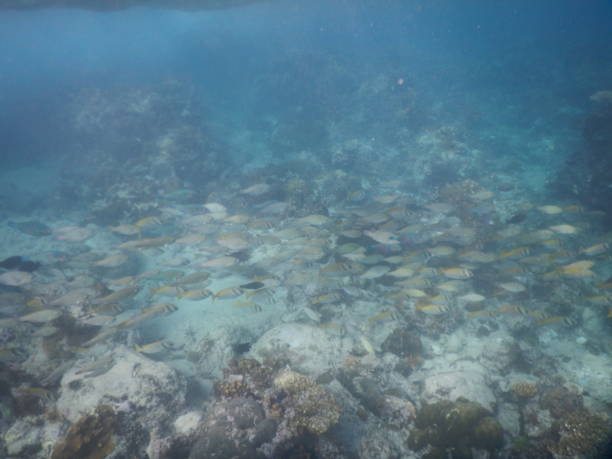 istock School of fish in El Niho 1282327889