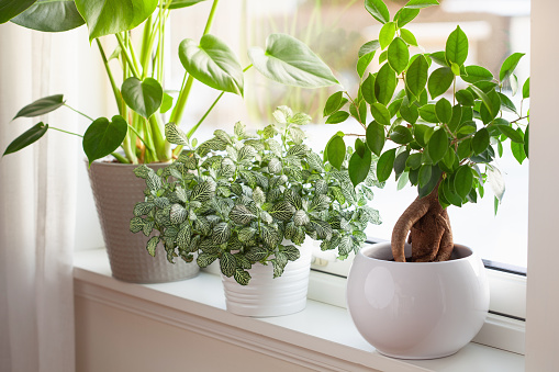 green houseplants fittonia, monstera and ficus microcarpa ginseng in white flowerpots on window