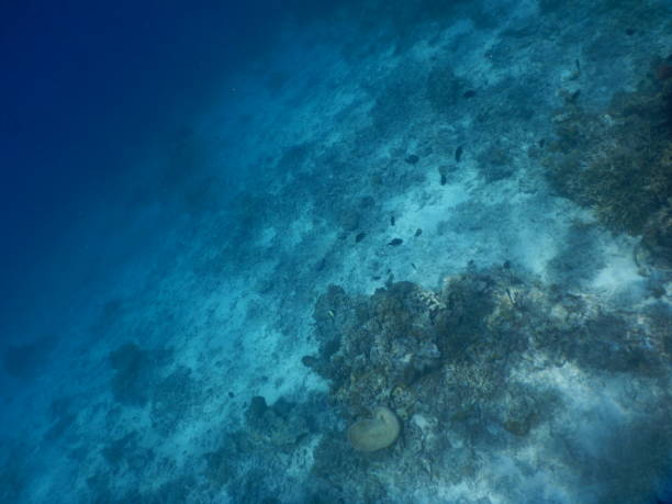 istock The Nest in Palawan 1282329782