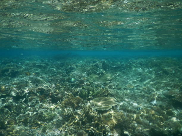 istock The Nest in Palawan 1282329897