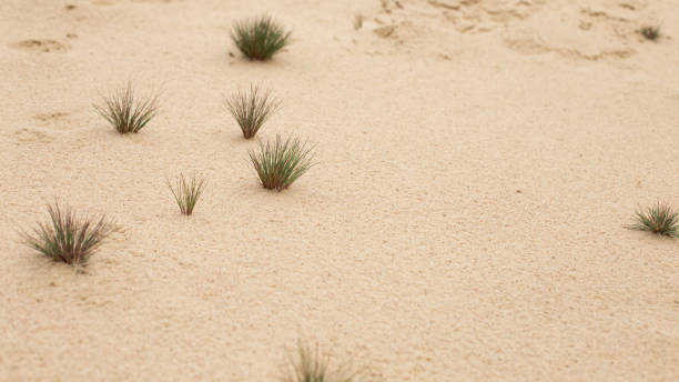 deserto di atacama vaste estensioni secche nella zona più secca di questo incredibile deserto solo sabbia, rocce e tracce di auto rimangono su questa vecchia superficie del terreno asciutto senza vita in vista fino all'orizzonte lontano infinito - driest foto e immagini stock