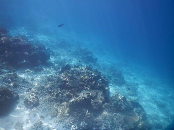 istock The Nest in Palawan 1282330701