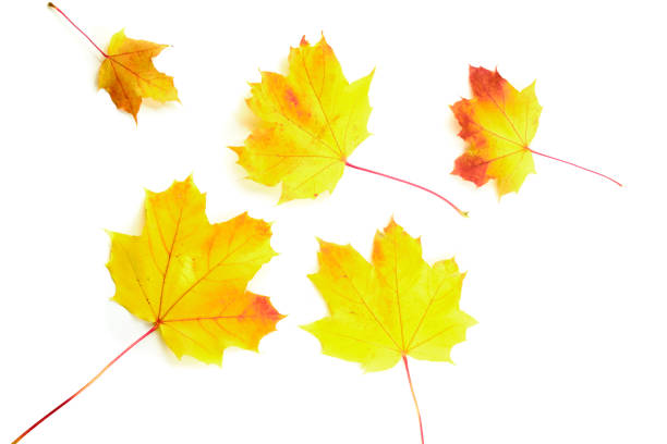 istock Colorful maple leaves isolated on white background in Autumn 1282330846