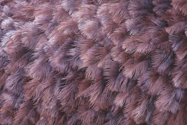 many ostrich feathers. Close up of the brown, grey and beige feathers of a female Common Ostrich making for a natural textured background. many ostrich feathers. Close up of the brown, grey and beige feathers of a female Common Ostrich making for a natural textured background. ostrich feather stock pictures, royalty-free photos & images