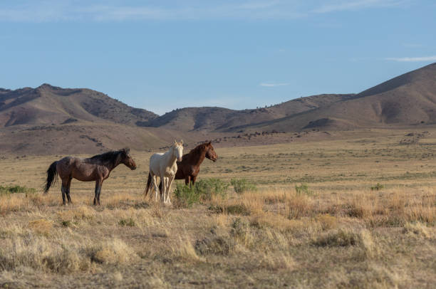 istock Wild Horses in the Utah Desert 1282331057