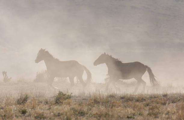 istock Wild Horses in the Utah Desert 1282331061