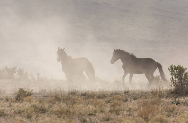 istock Wild Horses in the Utah Desert 1282331199