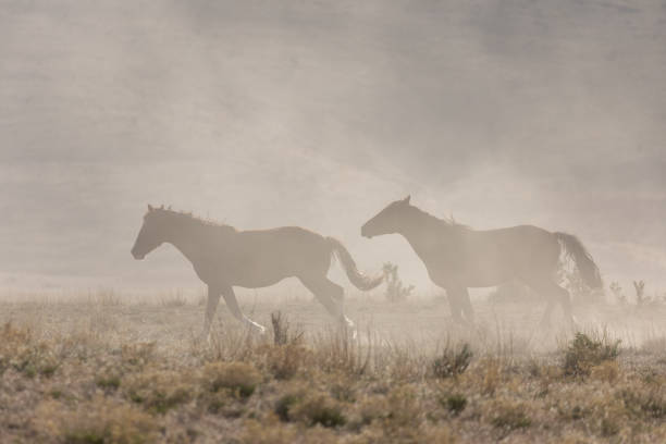 istock Wild Horses in the Utah Desert 1282331376