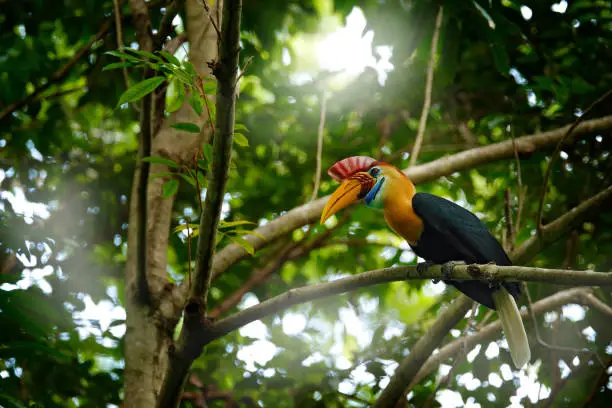 Knobbed Hornbill, Rhyticeros cassidix, from Sulawesi, Indonesia. Rare exotic bird by the nest, sitting on the branch in the green tropic forest. Hornbill in Tangkoko NP in Asia. Wildlife nature.