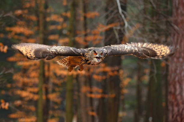 istock Eurasian Eagle Owl, Bubo bubo, with open wings in flight, forest habitat in background, orange autumn trees. Wildlife scene from nature forest, Russia. Bird in fly, owl behaviour. 1282333660