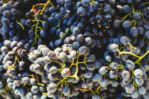istock Blue vine grapes. Grapes for making wine. Cabernet grapes as background. 1282333897