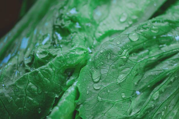 istock Lettuce On The Wood Board 1282334151