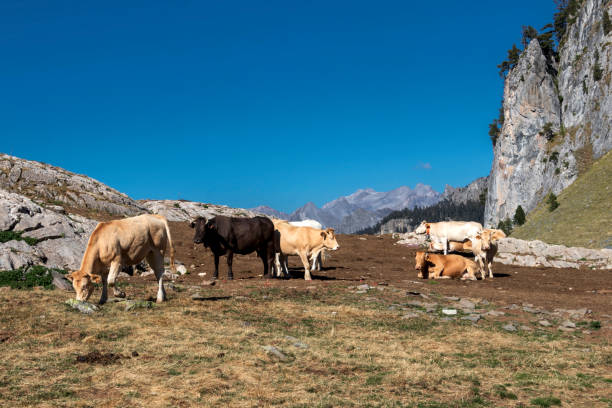 istock Pyrenean breed cows in Pyrenees mountains graze in mountain pasture, France 1282334316