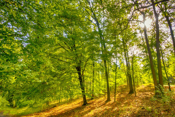 istock Sunny Day in Autumn Park 1282334325