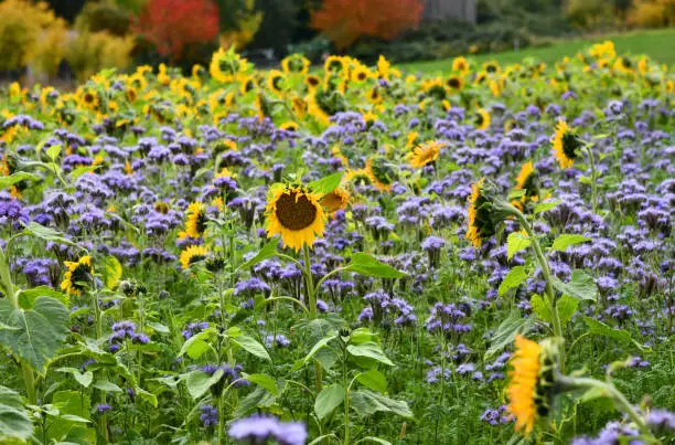 Tufts and sunflowers in a field