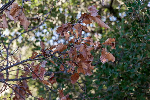 Dry oak leaves on tree branches in autumn, nature background
