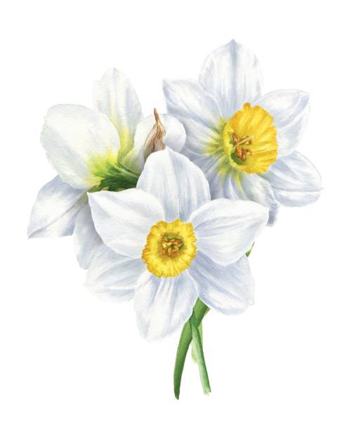 акварель нарцисс букет изолированы на белом фоне, ручной обращается ботанической иллюстрации. - daffodil bouquet isolated on white petal stock illustrations