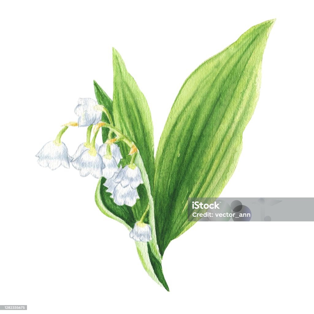 Hand Drawn Watercolor Lily Of The Valley Isolated On White Background  Botanical Illustration Stock Illustration - Download Image Now - iStock