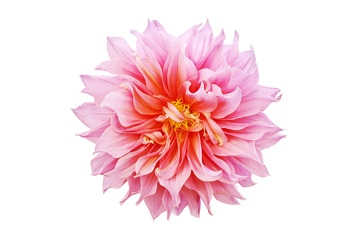 Blooming Pink Dahlia Flower Isolated on White Background with Clipping Path