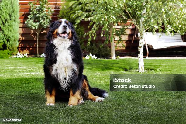 Happy Bernese Mountain Dog Sitting In The Yard Of The House In Summer Stock Photo - Download Image Now
