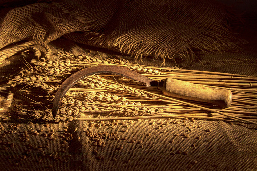 En las orejas de trigo maduro se encuentra una hoz para la cosecha. Arpillera y cuerda de yute. Escena rural photo