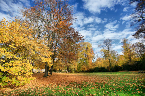istock An autumn park with yellow trees and a blue sky 1282337192