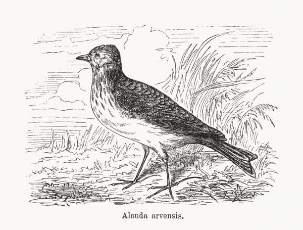 Eurasian skylark (Alauda arvensis), wood engraving, published in 1893 Eurasian skylark (Alauda arvensis). Wood engraving, published in 1893. alauda arvensis illustrations stock illustrations