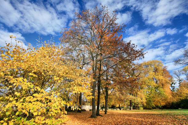 istock An autumn park with yellow trees and a blue sky 1282338517