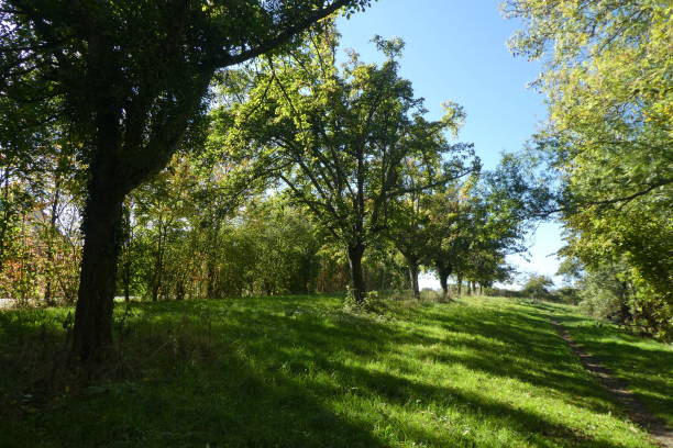 istock hiking trail lined with trees in row 1282339619