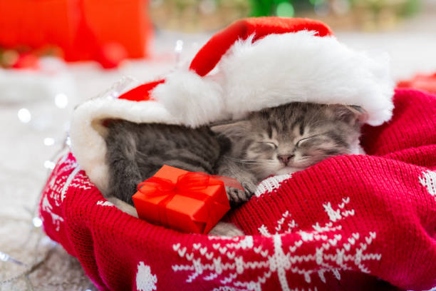 istock Christmas cat wearing Santa Claus hat holding gift box sleeping on plaid under christmas tree. Christmas presents concept. Cozy home. Animal, pet, kitten.Close up,copy space. Christmas presents. 1282340626