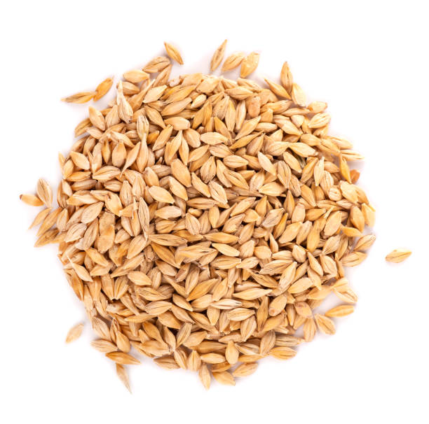 istock Malted barley grains, isolated on white background. Barley seed close up. Top view. 1282340832