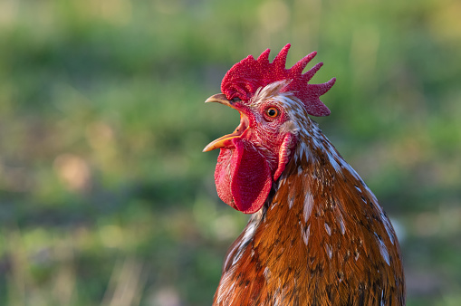 Portrait of a swedish flower hen rooster.