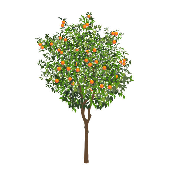 illustrations, cliparts, dessins animés et icônes de oranger avec des fruits et des fleurs - orange blossom orange tree flower