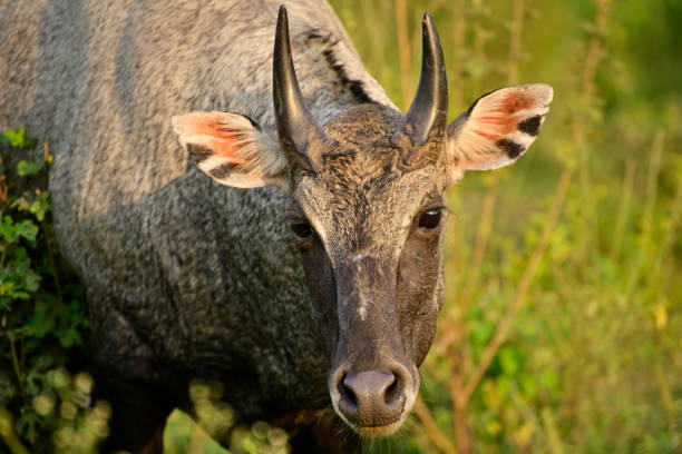 Male Nilgai Animal Stock Photos, Pictures & Royalty-Free Images - iStock