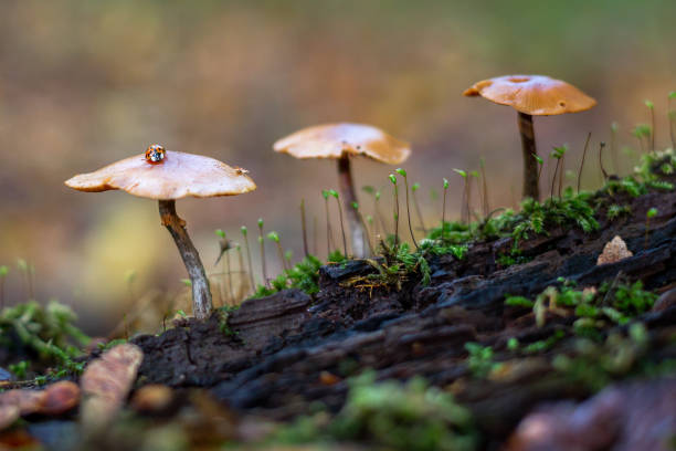 Three brown mushrooms on a tree trunk with a ladybug on one of the mushrooms